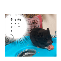 ちょっと口の悪いハムスター