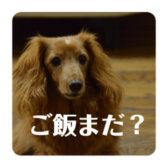 犬のランスタンプ