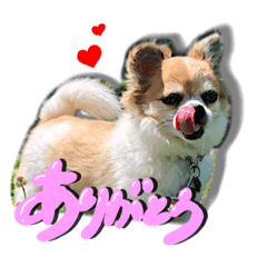 使える❣️まめたんスタンプ