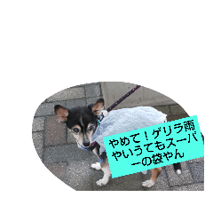 いぬ・鳥・抜殻