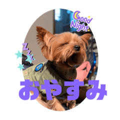 ヨーキー  りぼんとこなつの日常スタンプ
