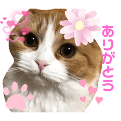 ただかわいい三姉妹ネコ２