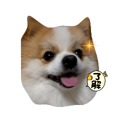 ポメラニアン みかん 1