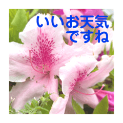 『素敵な花でご挨拶』スタンプ