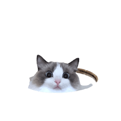 ハル  ラグドール