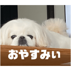 【ペキニーズ】ゆきみちゃん