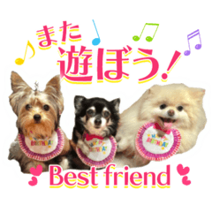 チワワのmeruちゃん2