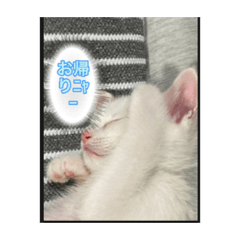 可愛い白猫のスタンプ，