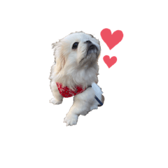 こむぎ＠白ペキ