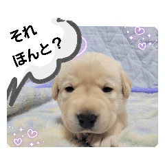 ラブラドール ささやき②