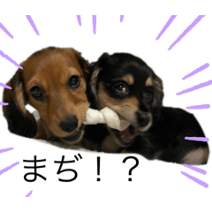 ミニチュアダックスのティアとベア