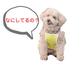 チャミィと仲間たち