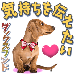 気持ちを伝えたいダックスフンド
