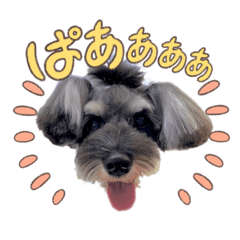 シュナウザー&キャバリア