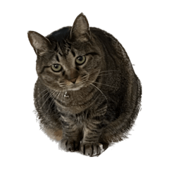 ナナちゃんぷよぷよ2