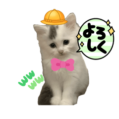 幸せを呼ぶオッドアイ猫