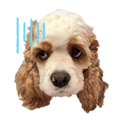 アメリカンコッカースパニエルのリリアン