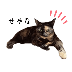 さび猫 時々 さば虎