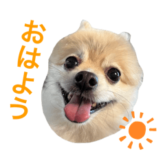 かわいいウチのわんこ