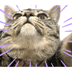 キジトラべべちゃん。