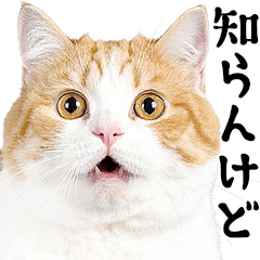 関西弁にゃんとも！でぶ猫ミーム2