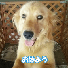 ゴールデンレトリバー・サクラ