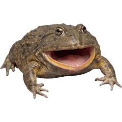 バジェットガエル　実写