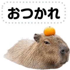 メッセージ！カピバラ　実写