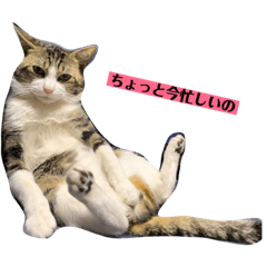 ジュンタの日常