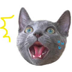 ロシアンブルーロト2