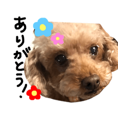 ピンカの日常①