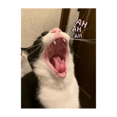 ウチの子ネコチャンズ