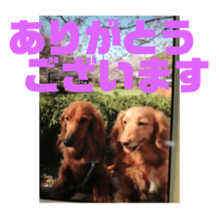 クゥ、リロ 会話