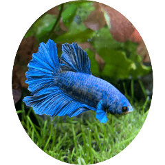 まゆみのさかな-初心者のアクアリウム日記-