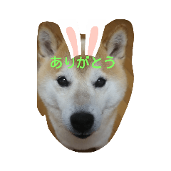 柴犬 マロン