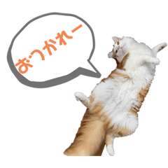 愉快な猫さんたち