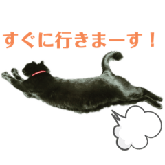 黒猫の運ちゃん。Part4