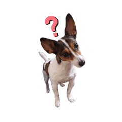 ジャックラッセルのラッちゃん