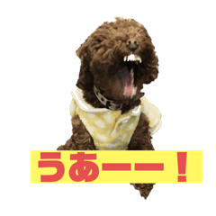 トイプードルのちーちゃん