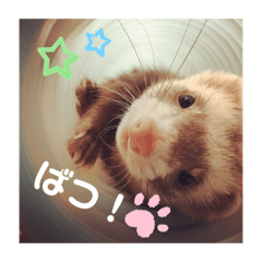 フェレットちゃちゃまる&ムー太