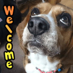 かえでの生活(ビーグル)