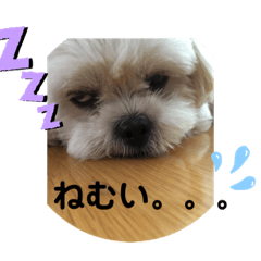 トイプードルとシーズー？2