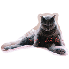 猫の言葉シリーズ