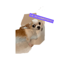 日常スタン部　愛犬きくの日常スタンプ2