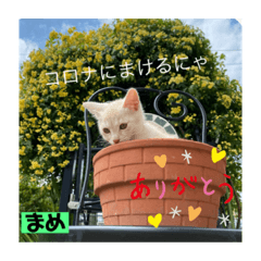 茶トラの大ちゃん4とまめ