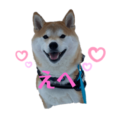 赤柴クロだよ②