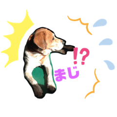 あらたファミリー