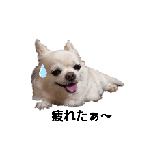 チワワのめろんさん