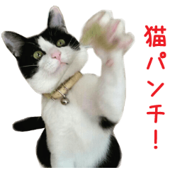 リアルCAT ハ・チ・ワ・レ