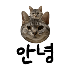 あしゅじゃみ한국말이모티콘！